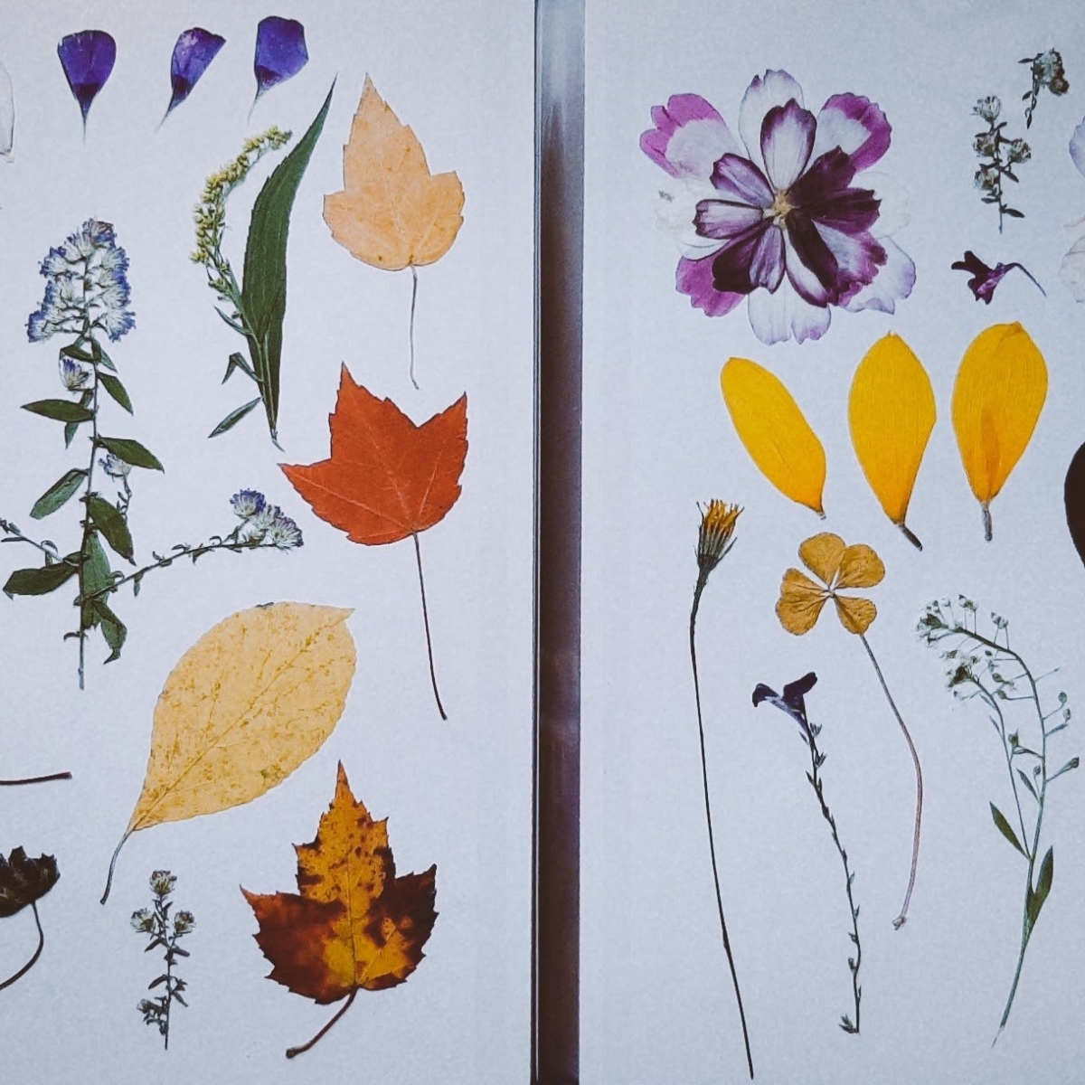 About 25 pressed flowers and plants such as leaves, four leaf clovers, and flower petals on a white background.